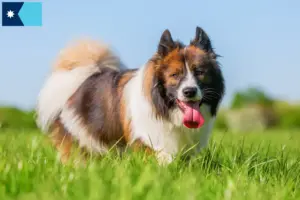 Read more about the article Elo breeders and puppies in Minnesota