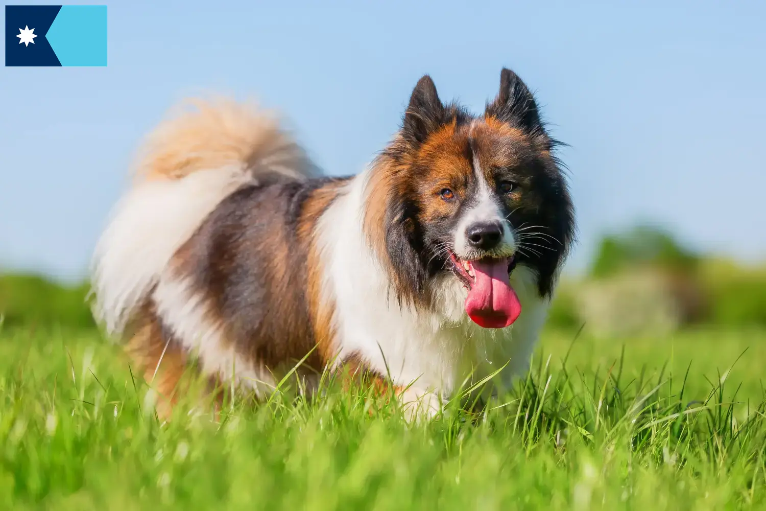 Elo puppies and breeders Minnesota Here you can find Elos breeders in Minnesota.