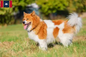 Read more about the article Elo breeders and puppies in Mississippi