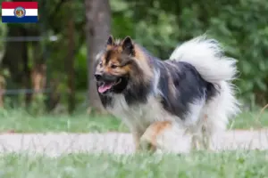 Read more about the article Elo breeders and puppies in Missouri