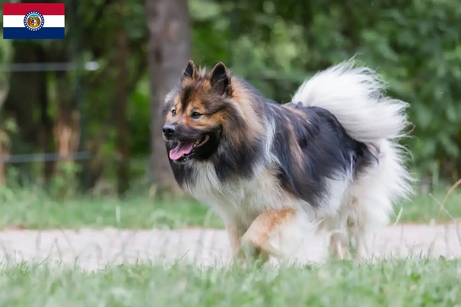 Read more about the article Elo breeders and puppies in Missouri