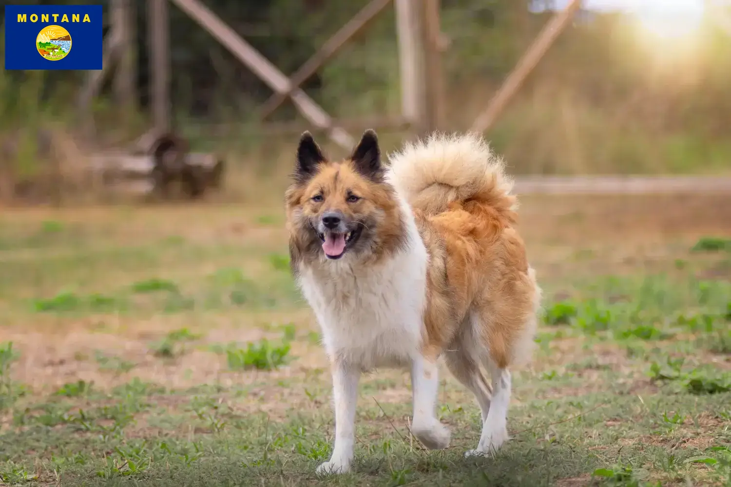 Elo puppies and breeder Montana Find Elo breeders in Montana here.