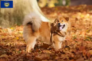 Read more about the article Elo breeders and puppies in Nebraska