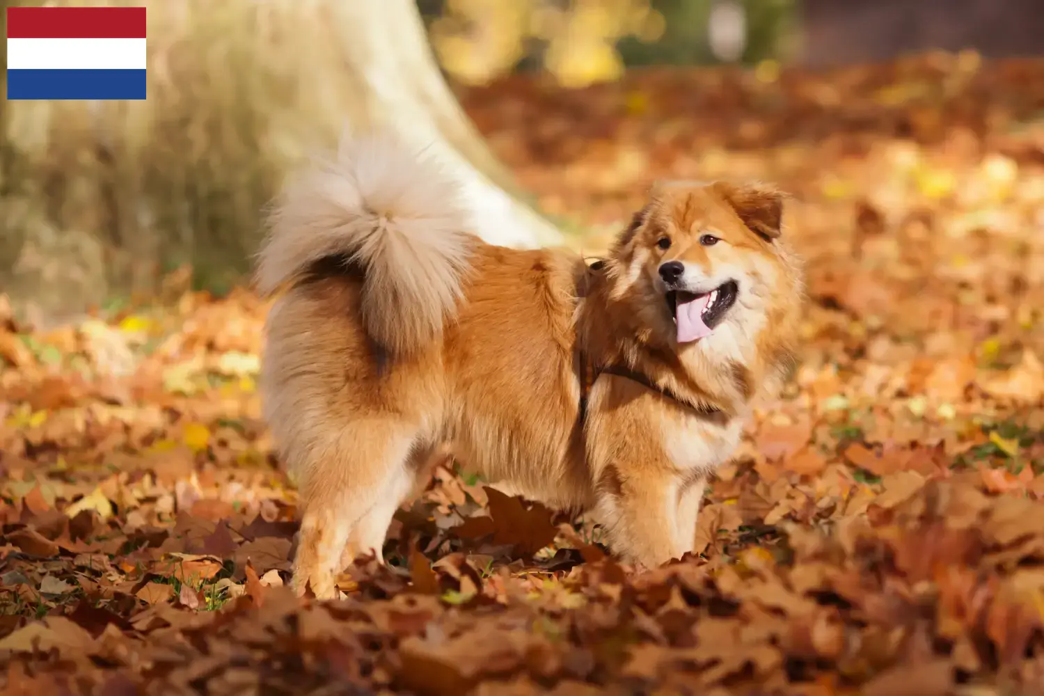 Elo puppies and breeders Netherlands Here you can find Elos breeders in the Netherlands.