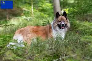 Read more about the article Elo breeders and puppies in Nevada