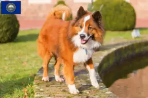 Read more about the article Elo breeders and puppies in New Hampshire