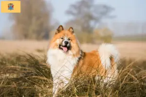 Read more about the article Elo breeders and puppies in New Jersey