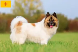 Read more about the article Elo breeders and puppies in New Mexico