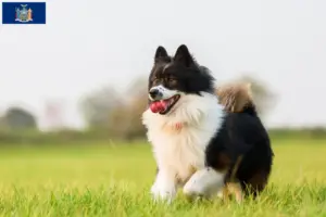 Read more about the article Elo breeders and puppies in New York