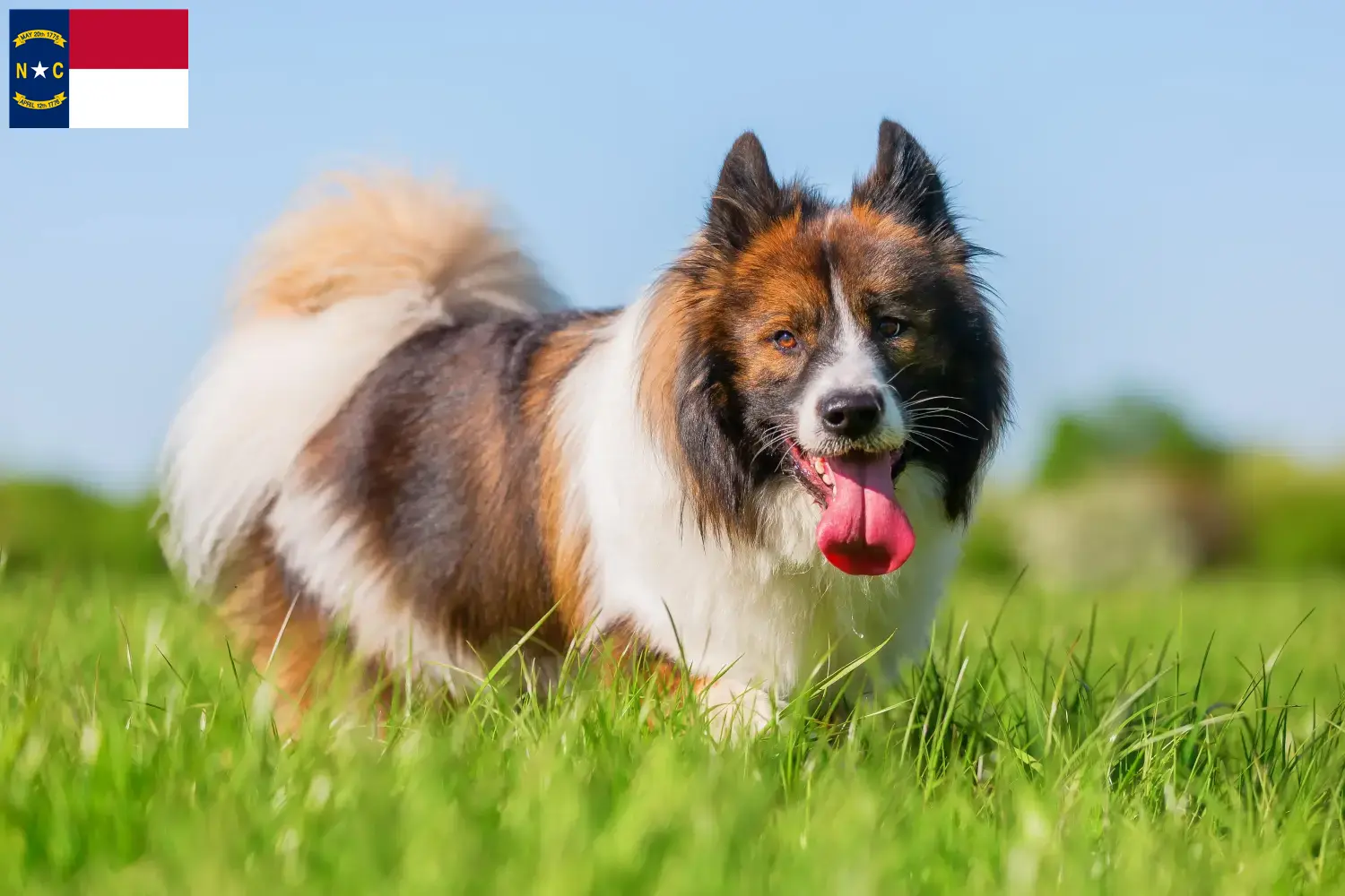 Elo puppies and breeders North Carolina Here you can find Elos breeders in North Carolina.