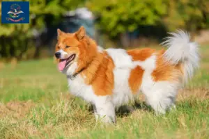 Read more about the article Elo breeders and puppies in North Dakota