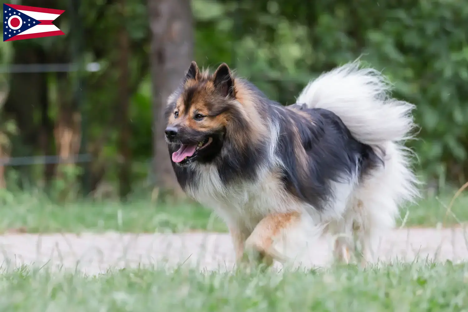Elo puppies and breeders Ohio Find Elos breeders in Ohio here.