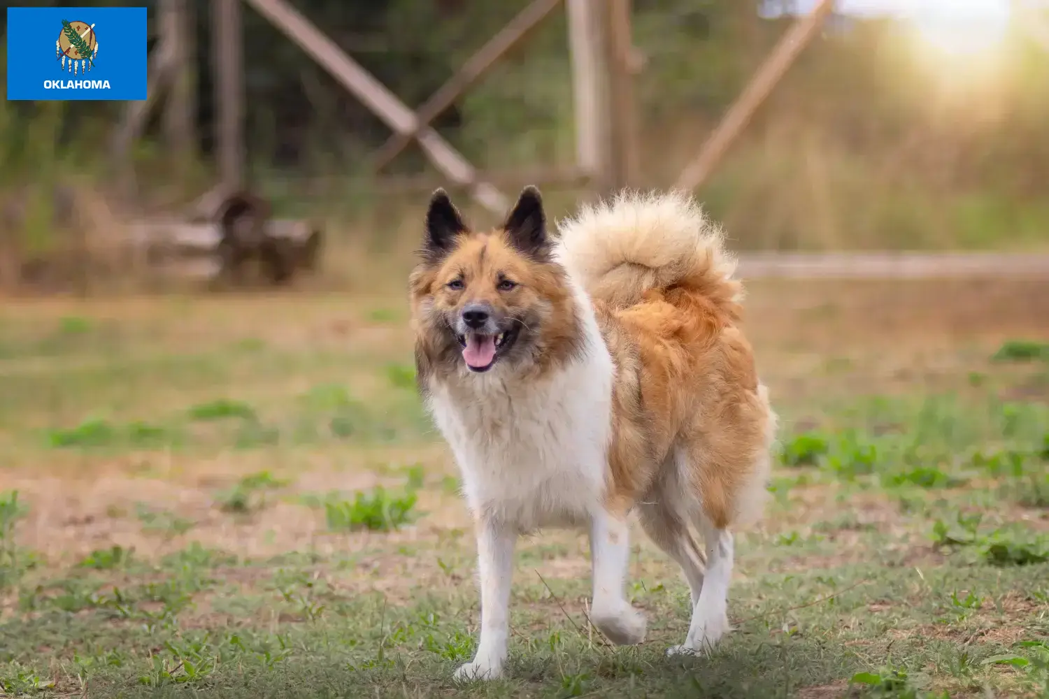 Elo puppies and breeders Oklahoma Find Elos breeders in Oklahoma here.