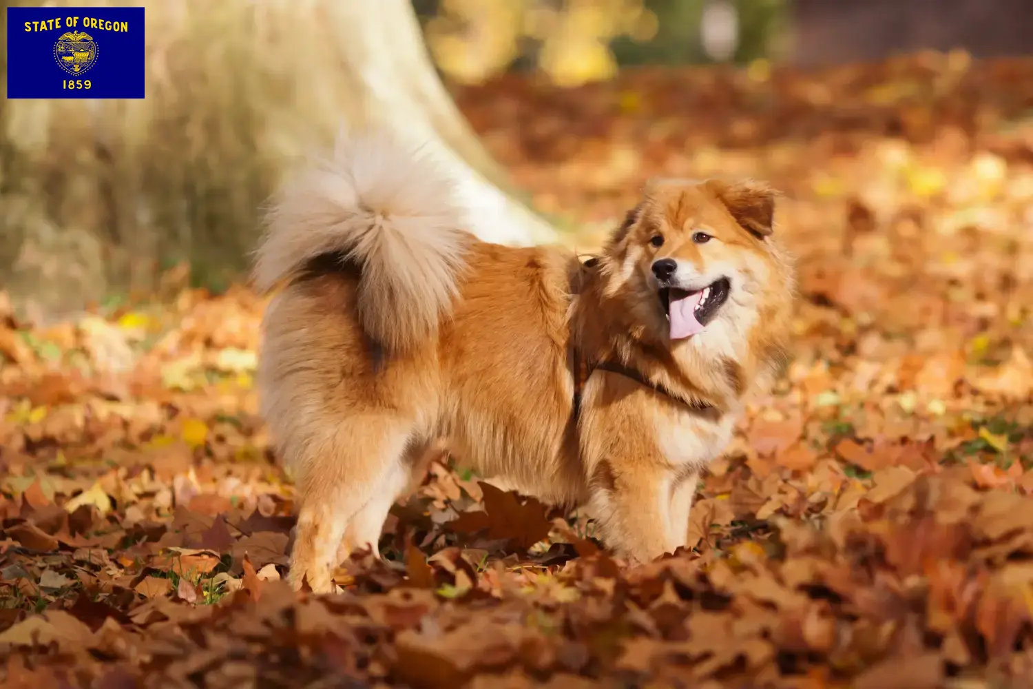 Elo puppies and breeders Oregon Here you can find Elos breeders in Oregon.
