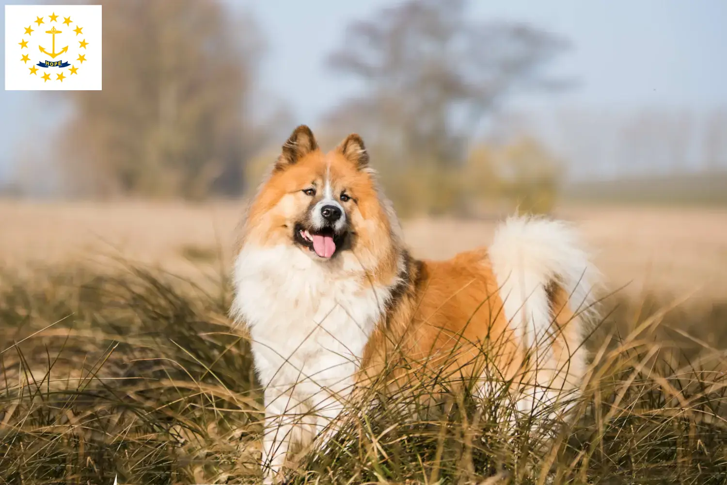 Elo puppies and breeders Rhode Island Find Elo breeders in Rhode Island here.