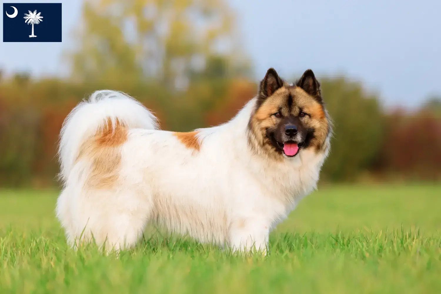Elo puppies and breeders South Carolina Find Elos breeders in South Carolina here.