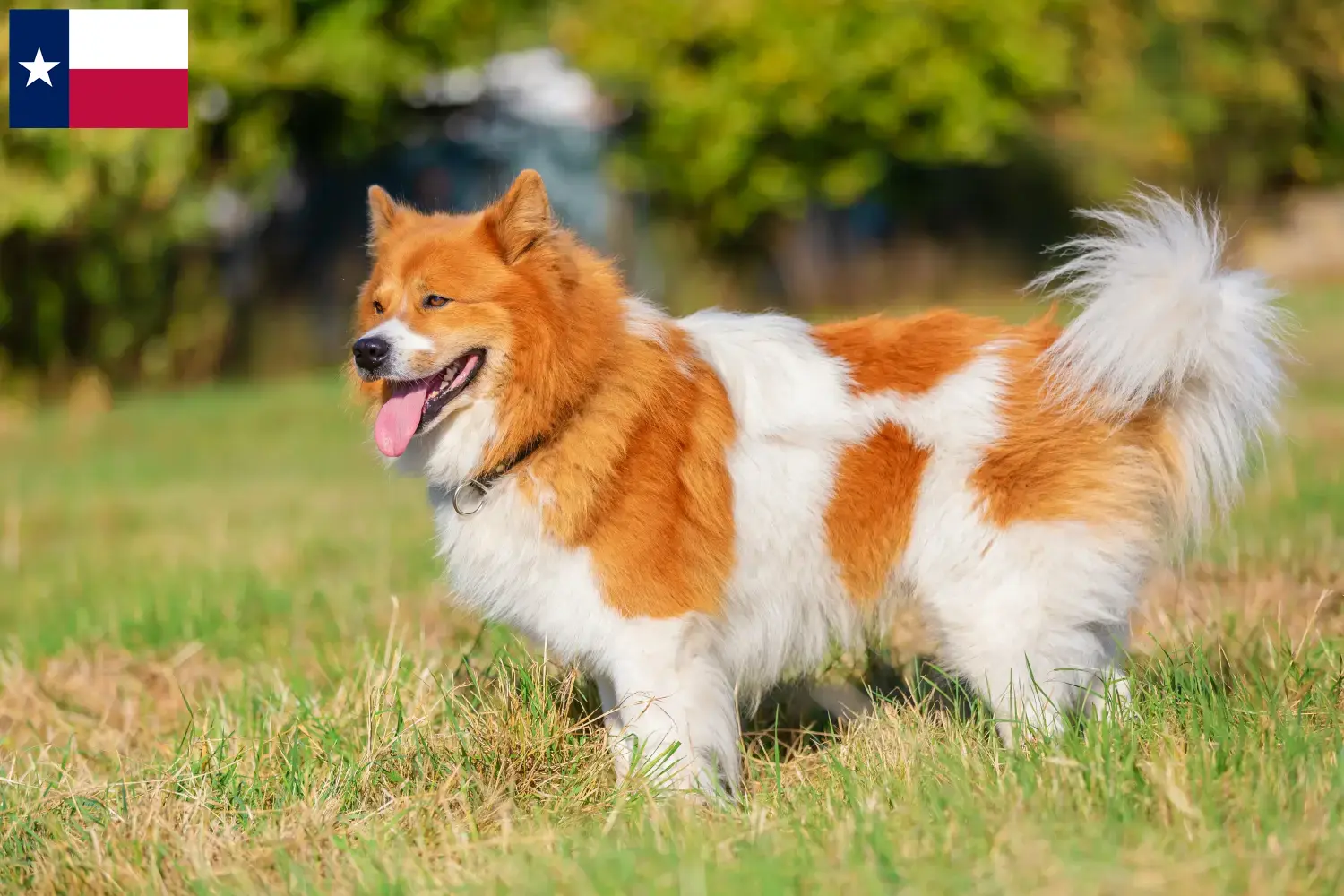 Elo puppies and breeders Texas Here you can find Elos breeders in Texas.