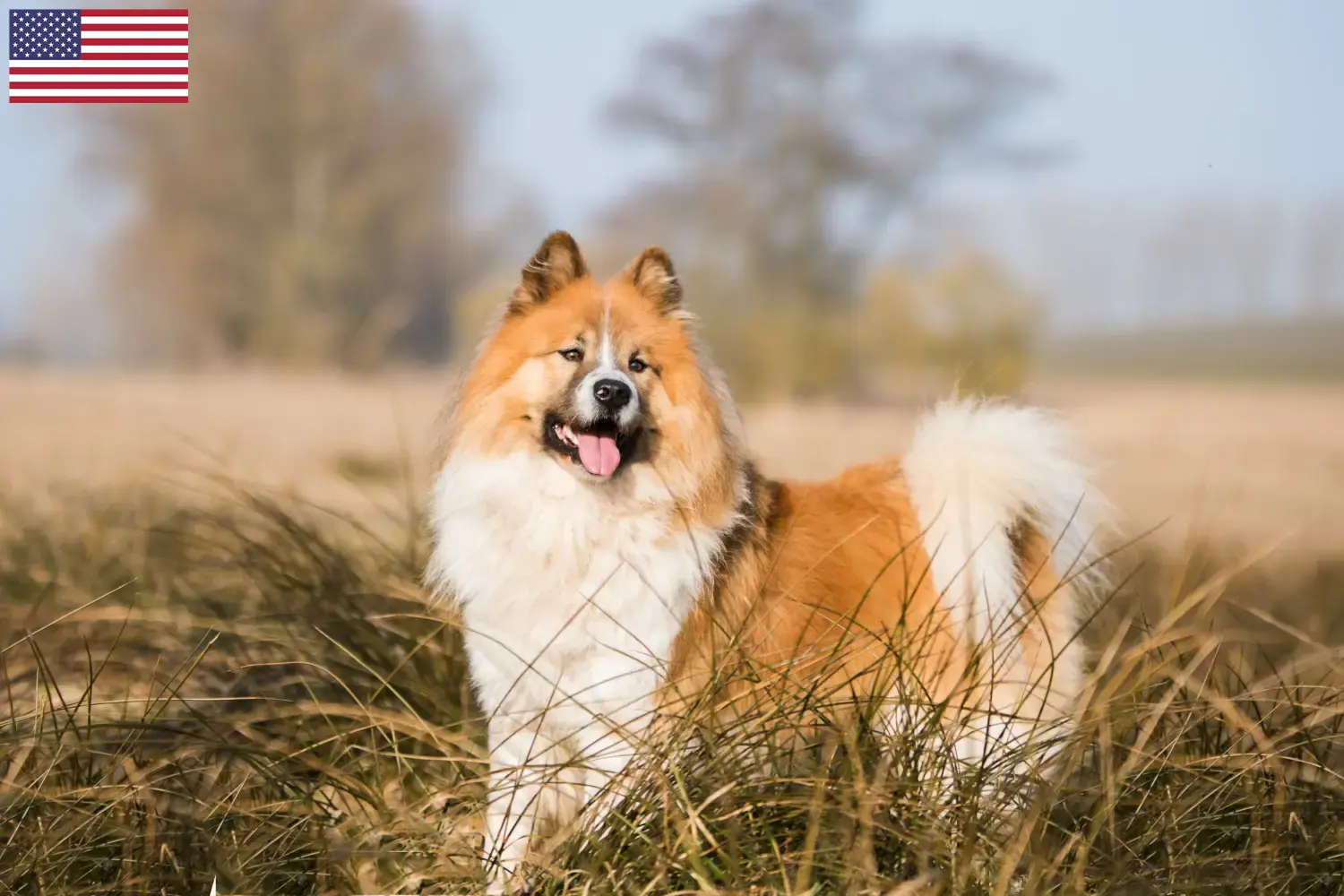 Elo puppies and breeders USA Here you can find Elos breeders in the USA.