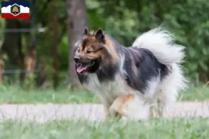Read more about the article Elo breeders and puppies in Utah