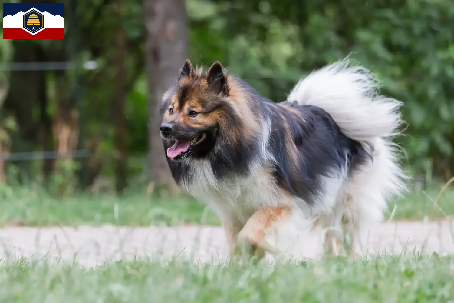 Elo puppies and breeders Utah Here you can find Elos breeders in Utah.