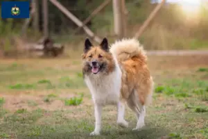 Read more about the article Elo breeders and puppies in Vermont