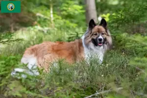 Read more about the article Elo breeders and puppies in Washington