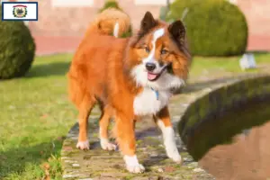 Read more about the article Elo breeders and puppies in West Virginia