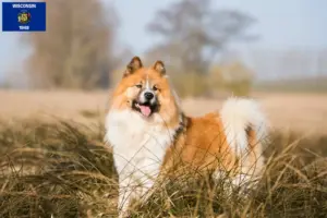 Read more about the article Elo breeders and puppies in Wisconsin