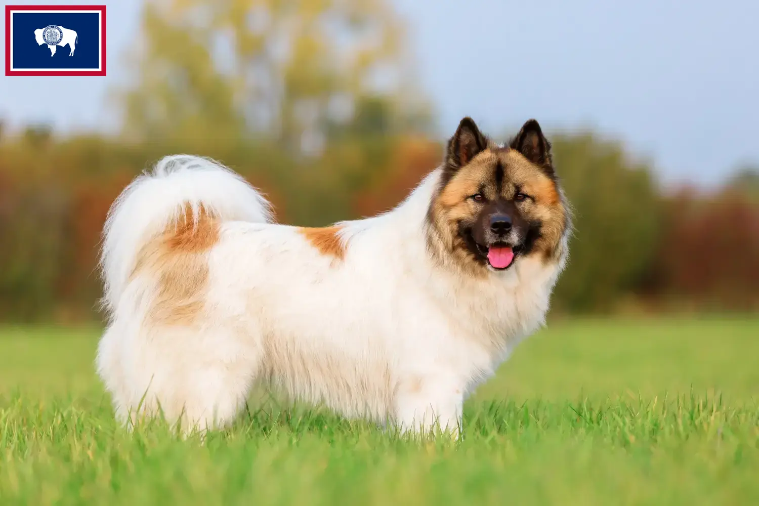 Elo puppies and breeders Wyoming Here you can find Elos breeders in Wyoming.