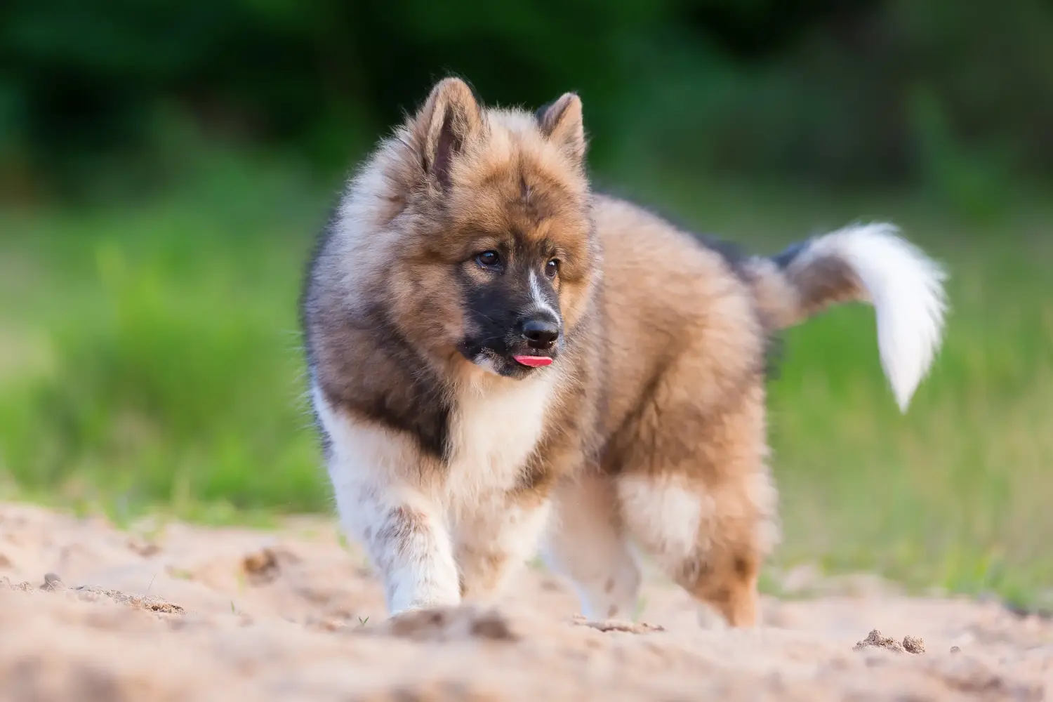 Buying an Elo puppy means taking responsibility! Buy Elo puppies.
