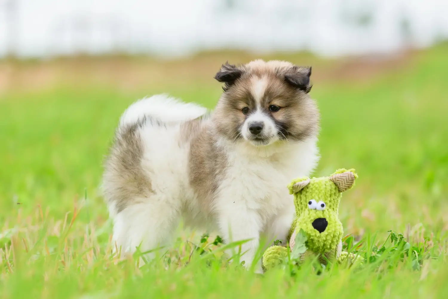 Buying an Elo puppy means taking responsibility! Buy Elo puppies.