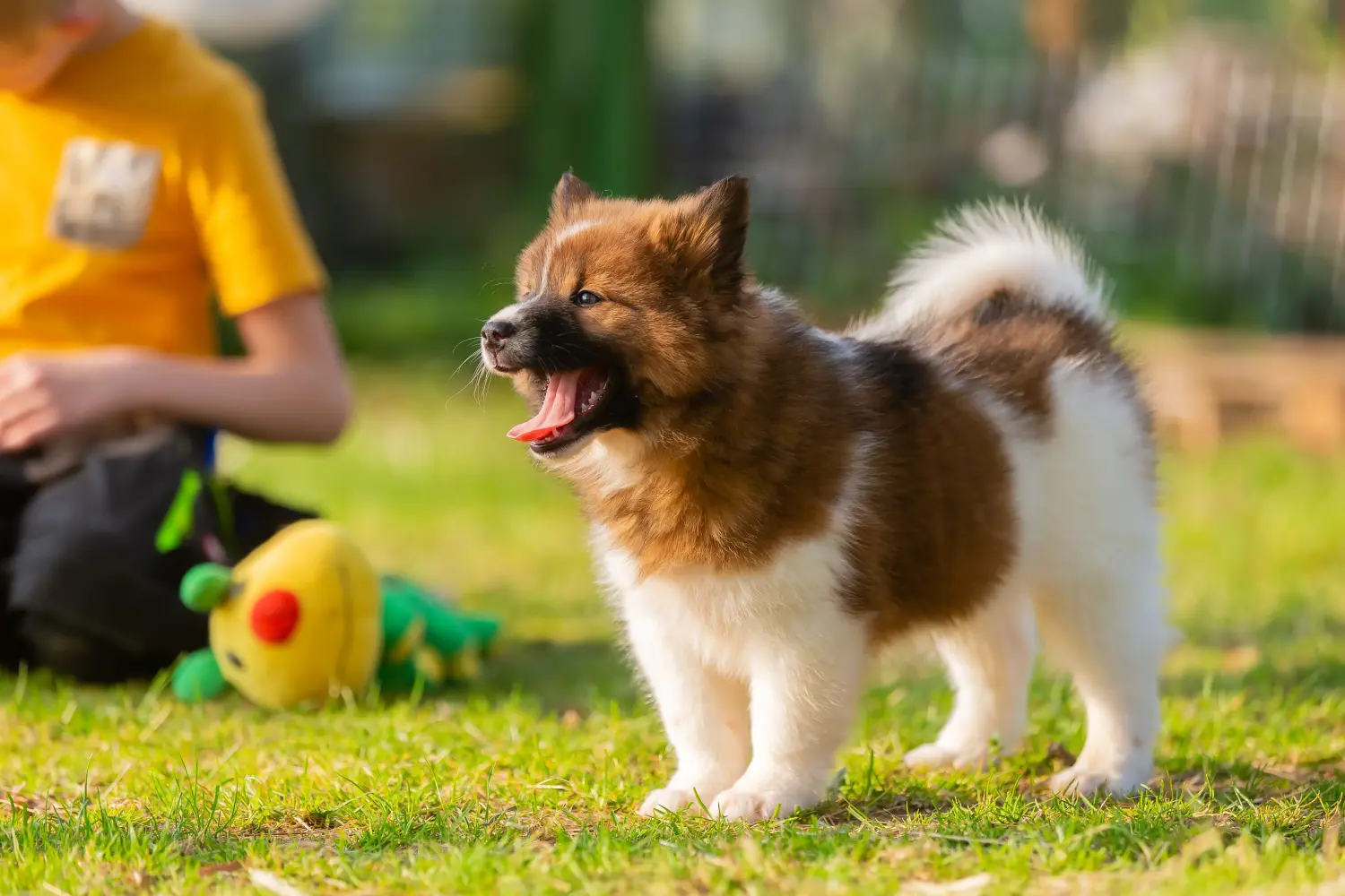 Buying an Elo puppy means taking responsibility! Buy Elo puppies.