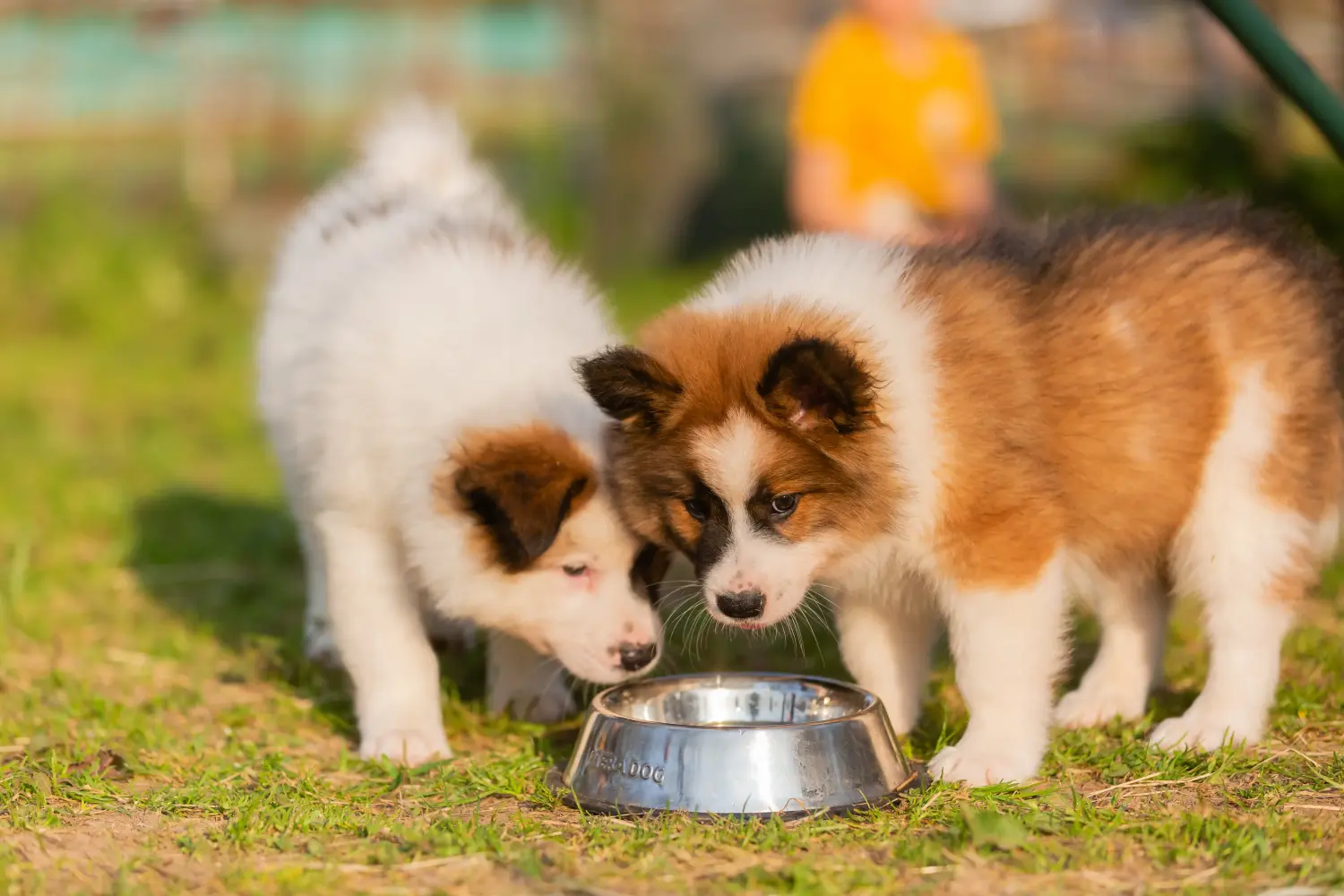 Buying an Elo puppy means taking responsibility! Buy Elo puppies.