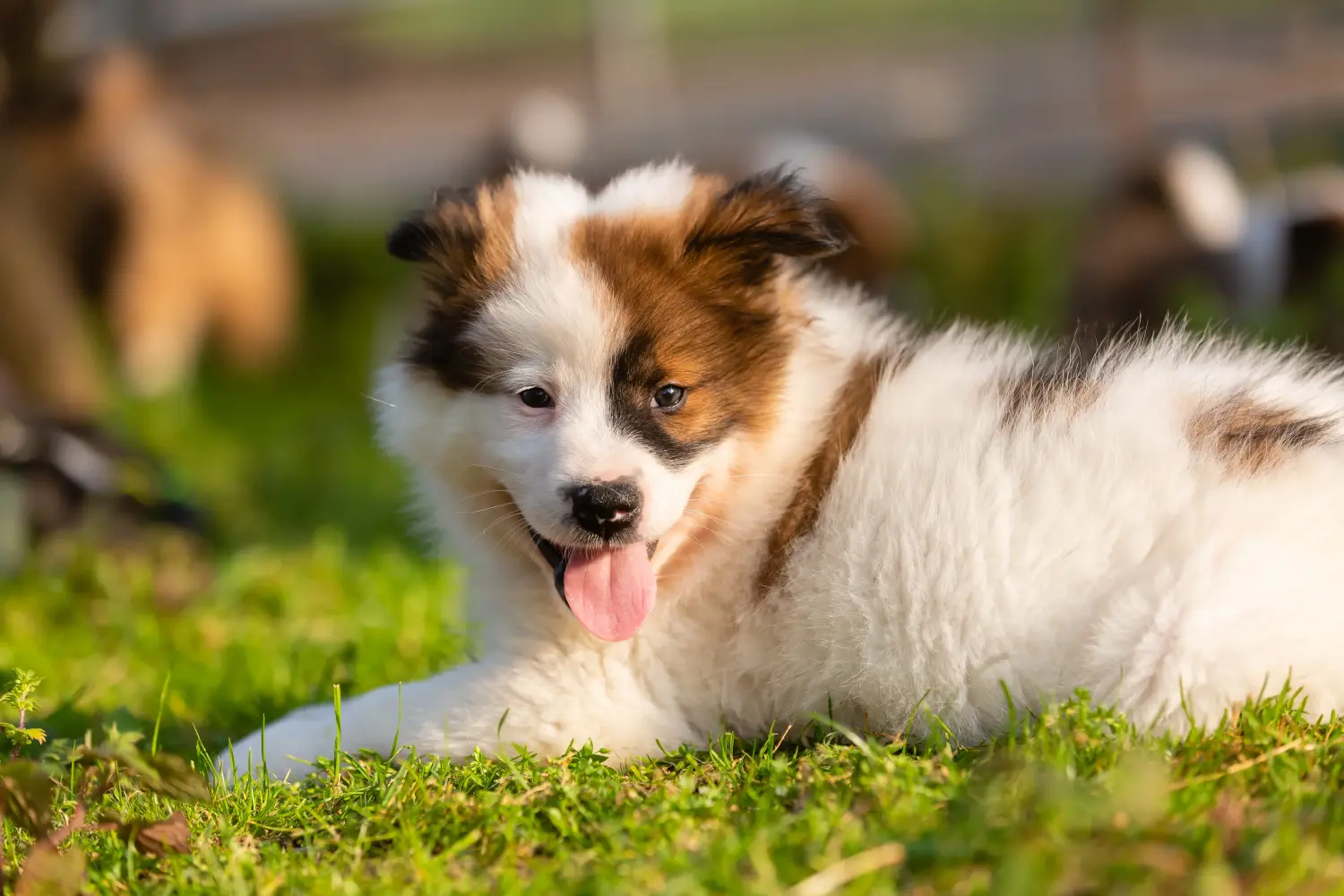 Buying an Elo puppy means taking responsibility! Buy Elo puppies.