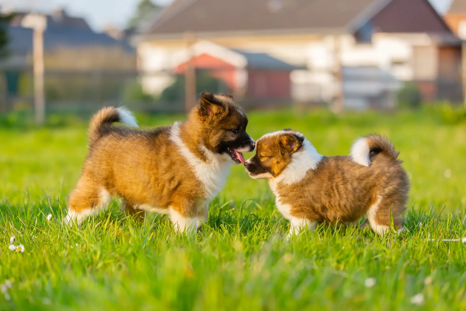 Buying an Elo puppy means taking responsibility! Buy Elo puppies.