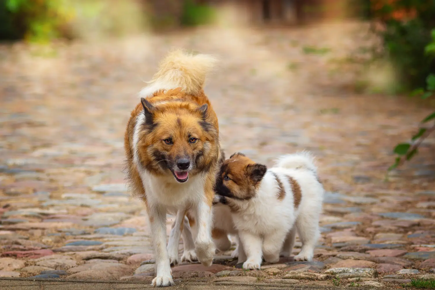 Buying an Elo puppy means taking responsibility! Buy Elo puppies.