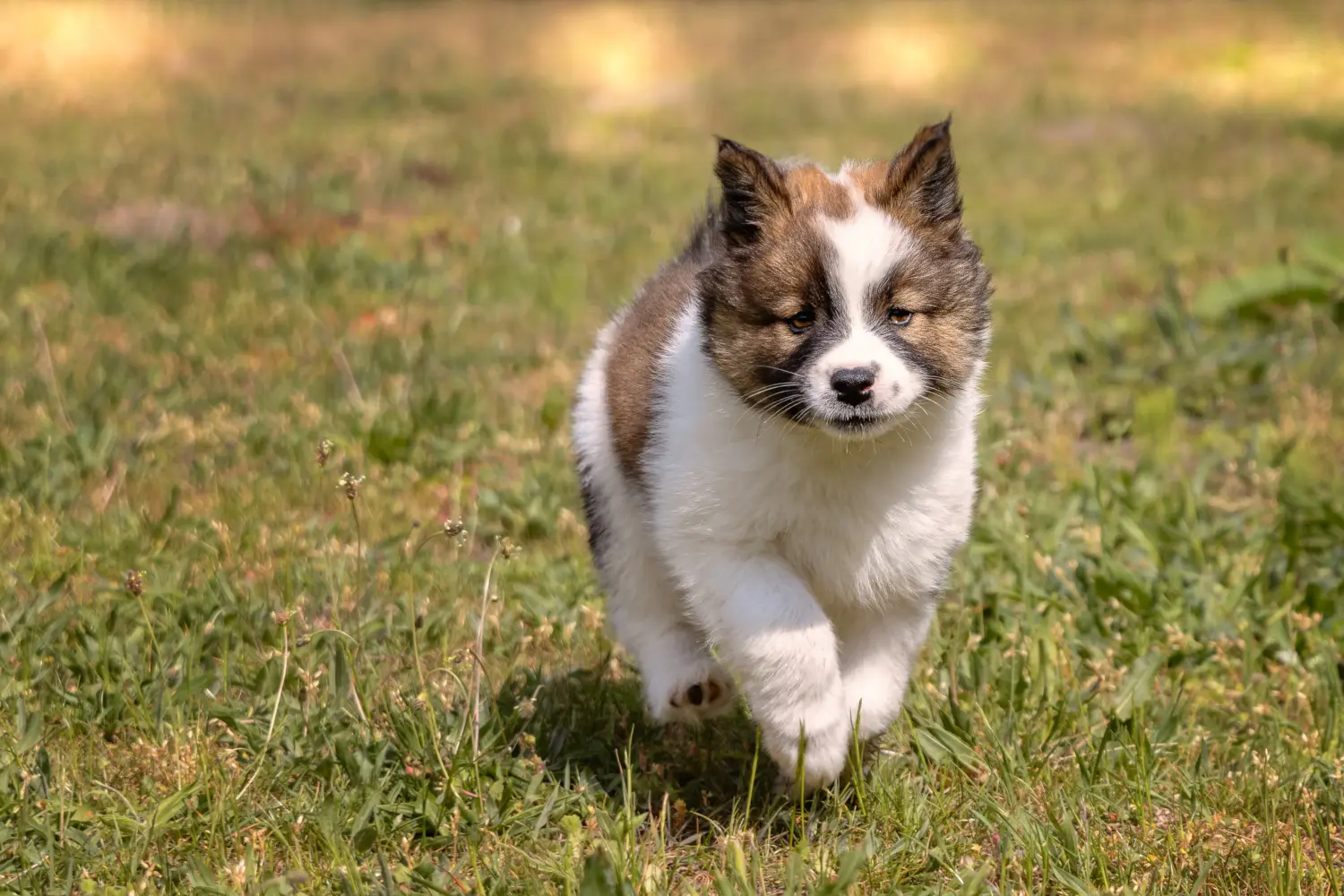 Buying an Elo puppy means taking responsibility! Buy Elo puppies.