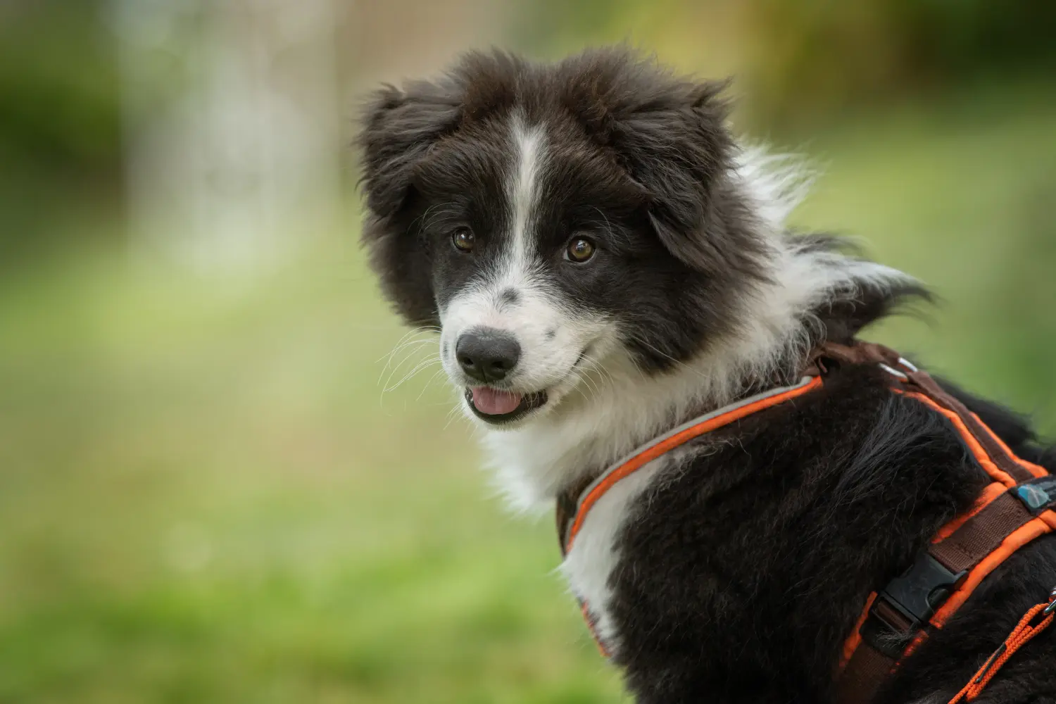 Buying an Elo puppy means taking responsibility! Buy Elo puppies.