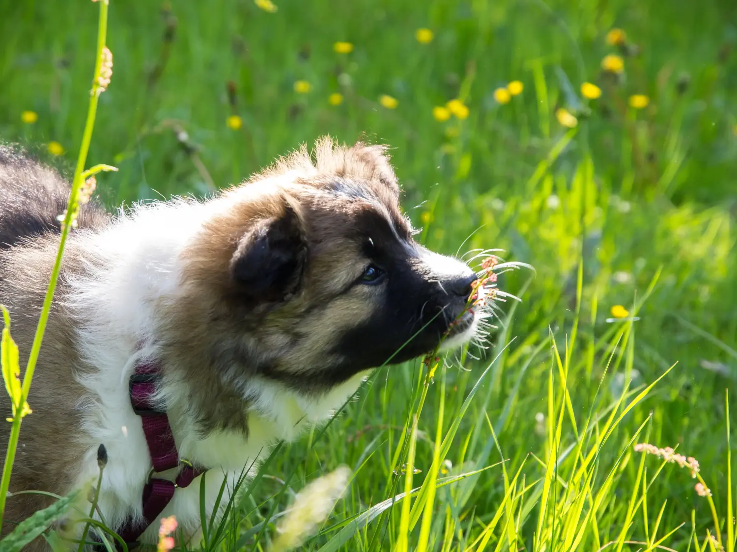 Buying an Elo puppy means taking responsibility! Buy Elo puppies.