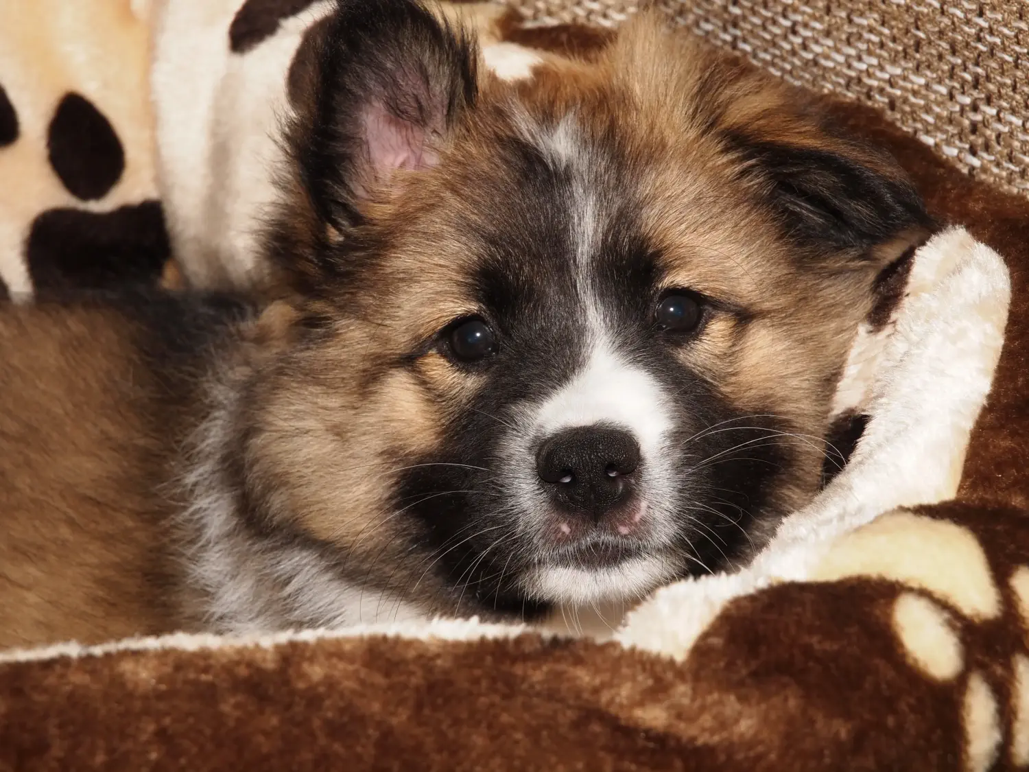 Buying an Elo puppy means taking responsibility! Buy Elo puppies.