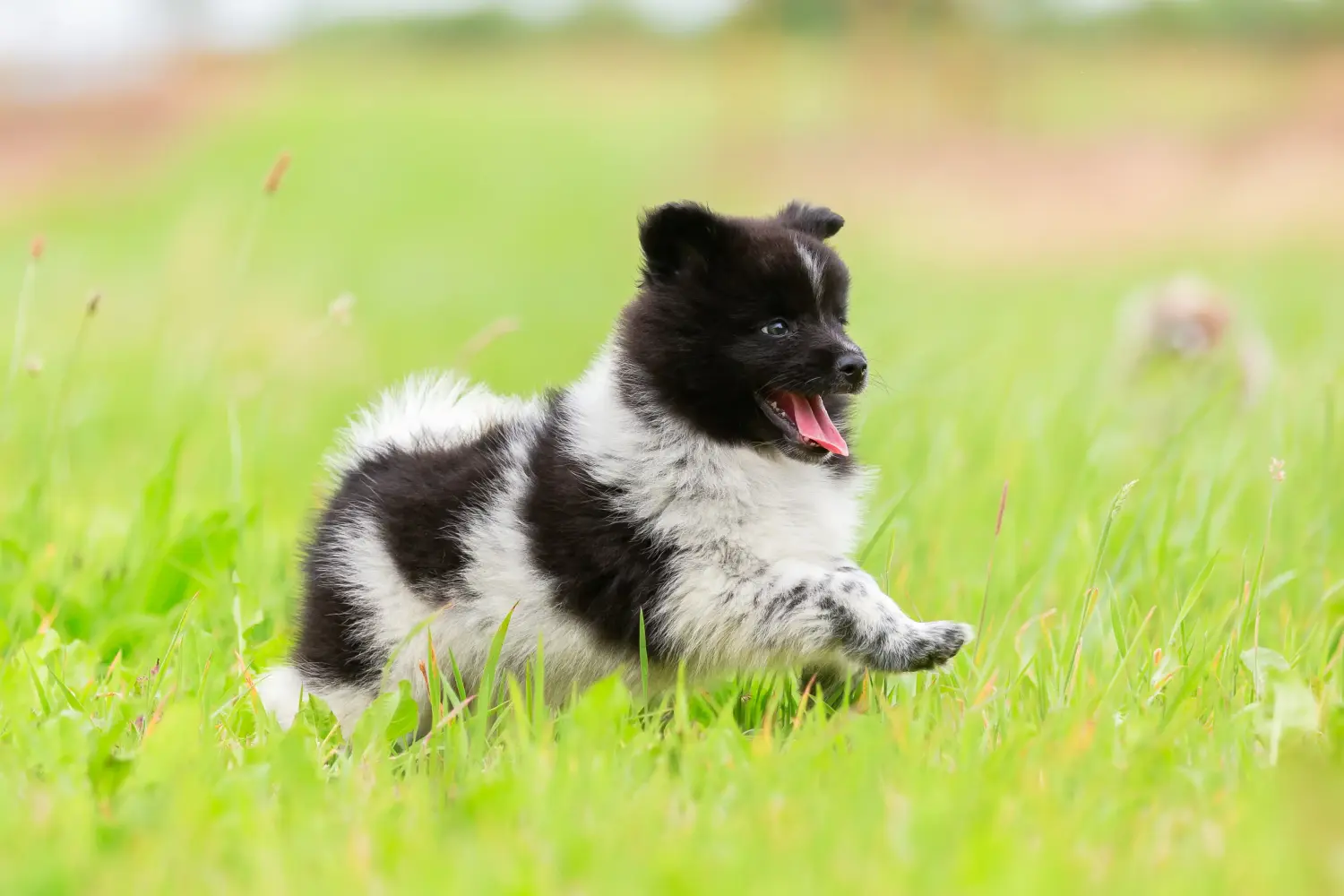 Buying an Elo puppy means taking responsibility! Buy Elo puppies.