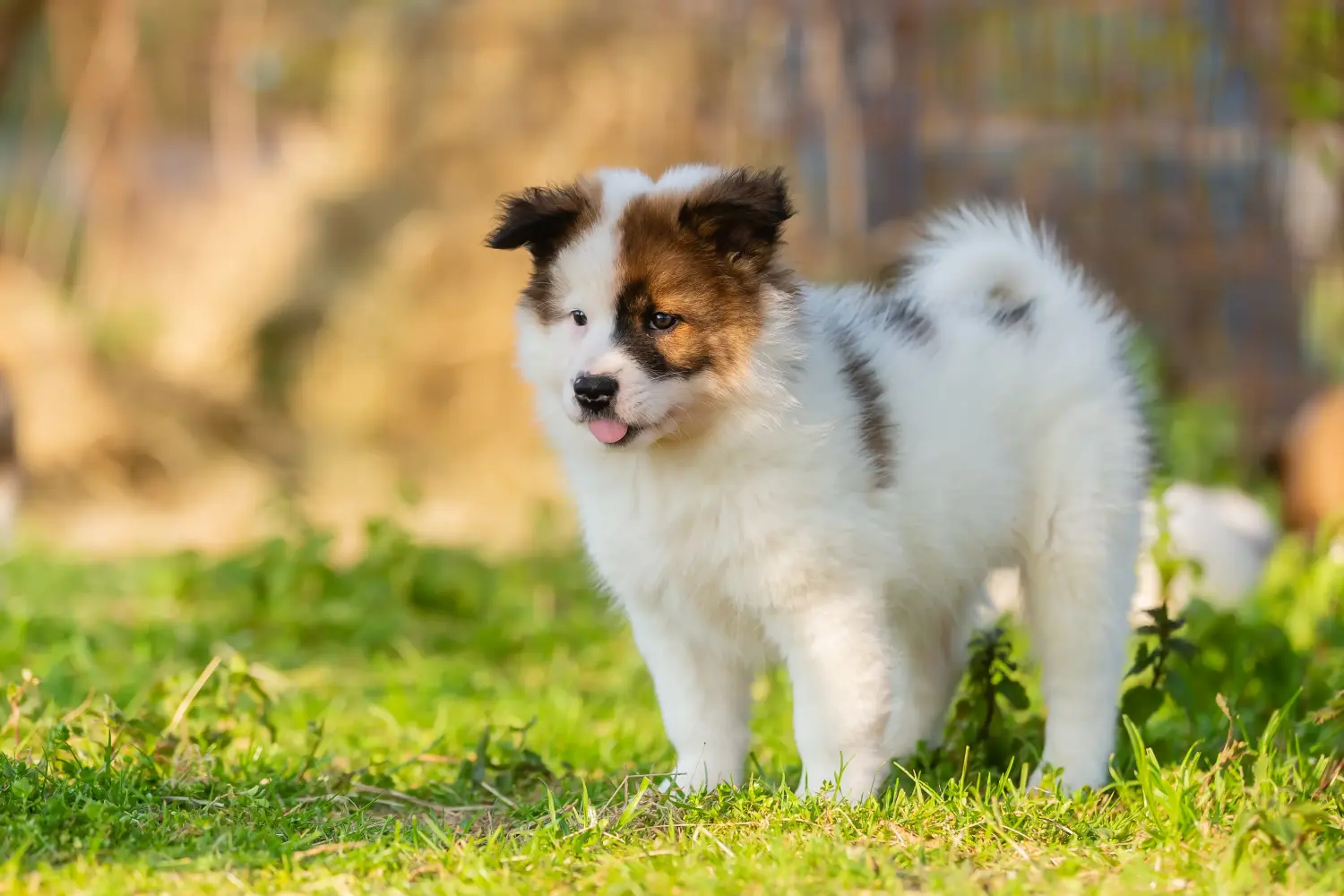 Buying an Elo puppy means taking responsibility! Buy Elo puppies.