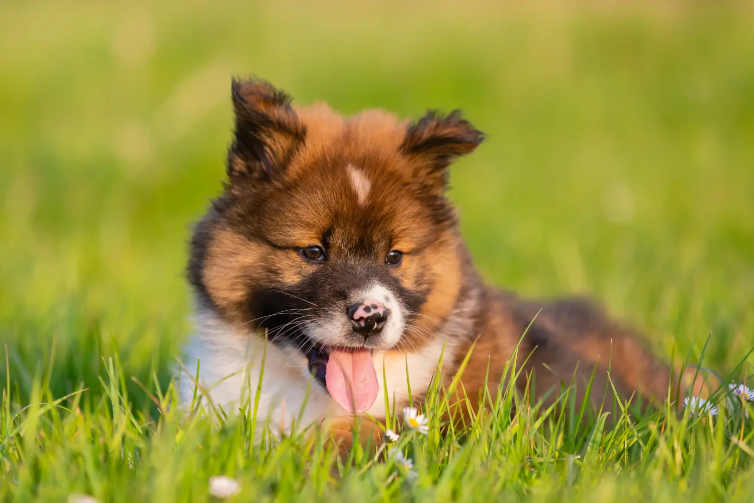 Buying an Elo puppy means taking responsibility! Buy Elo puppies.