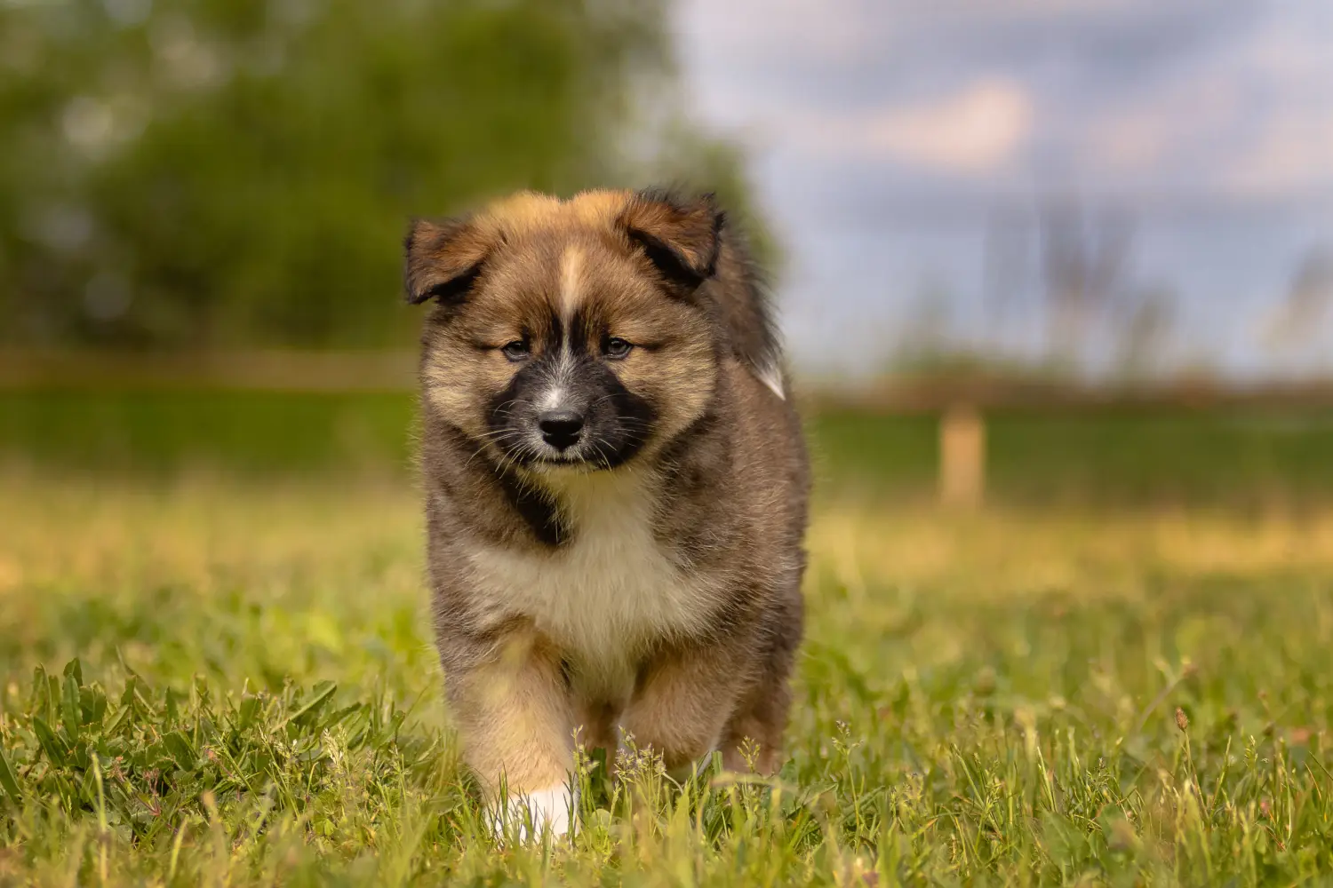 Buying an Elo puppy means taking responsibility! Buy Elo puppies.
