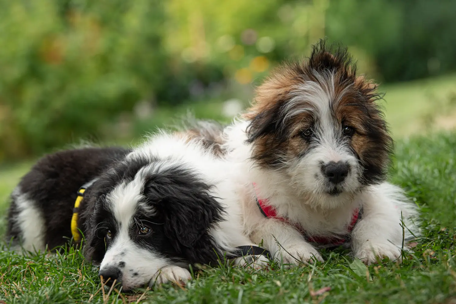 Buying an Elo puppy means taking responsibility! Buy Elo puppies.