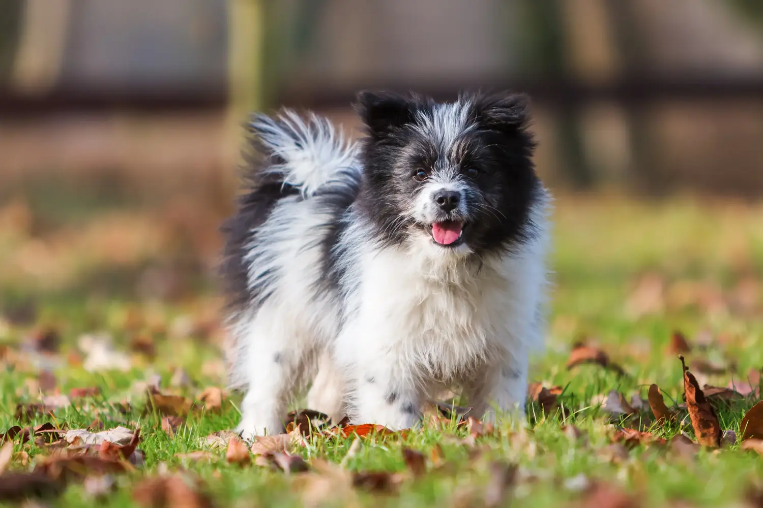 Buying an Elo puppy means taking responsibility! Buy Elo puppies.