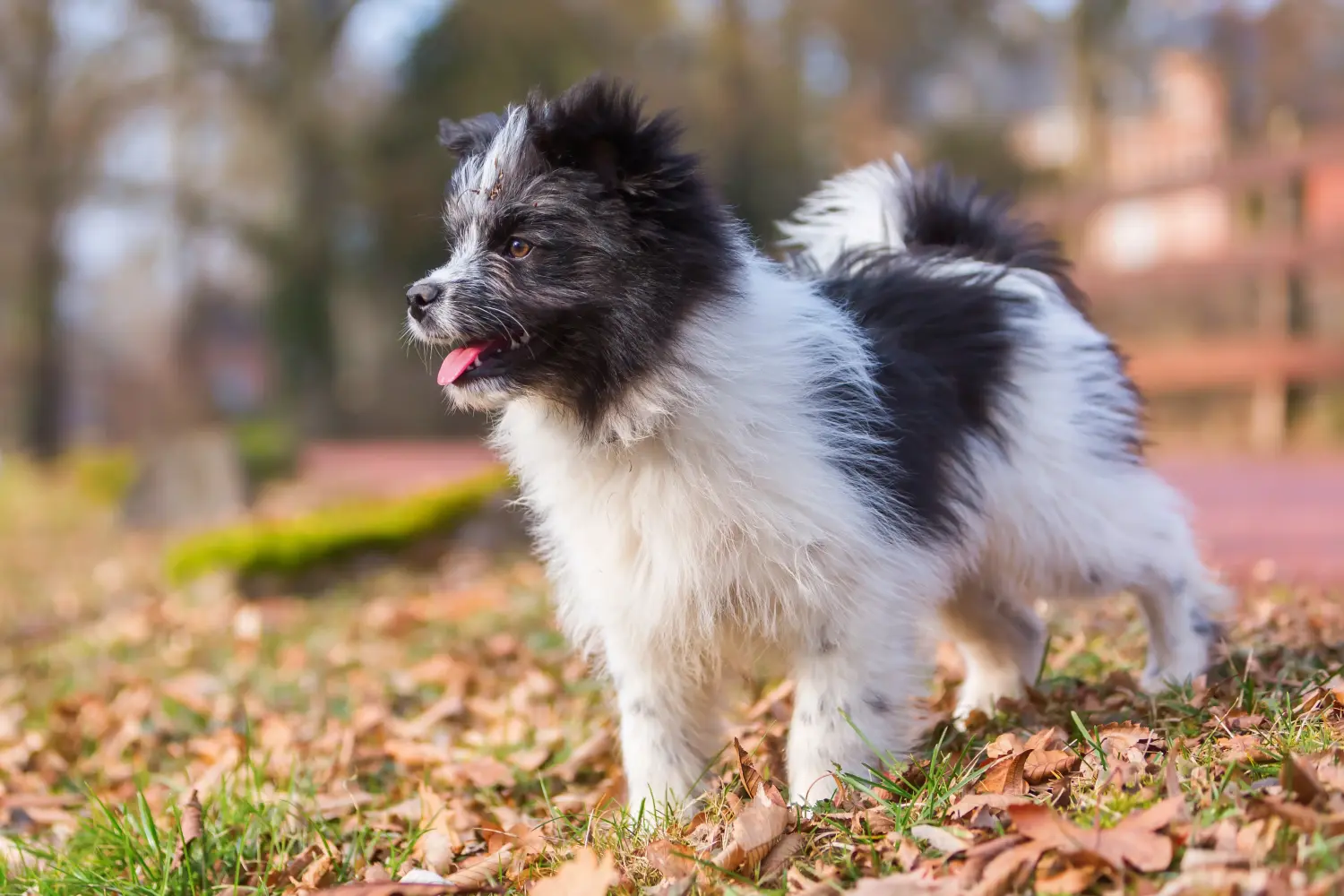 Buying an Elo puppy means taking responsibility! Buy Elo puppies.
