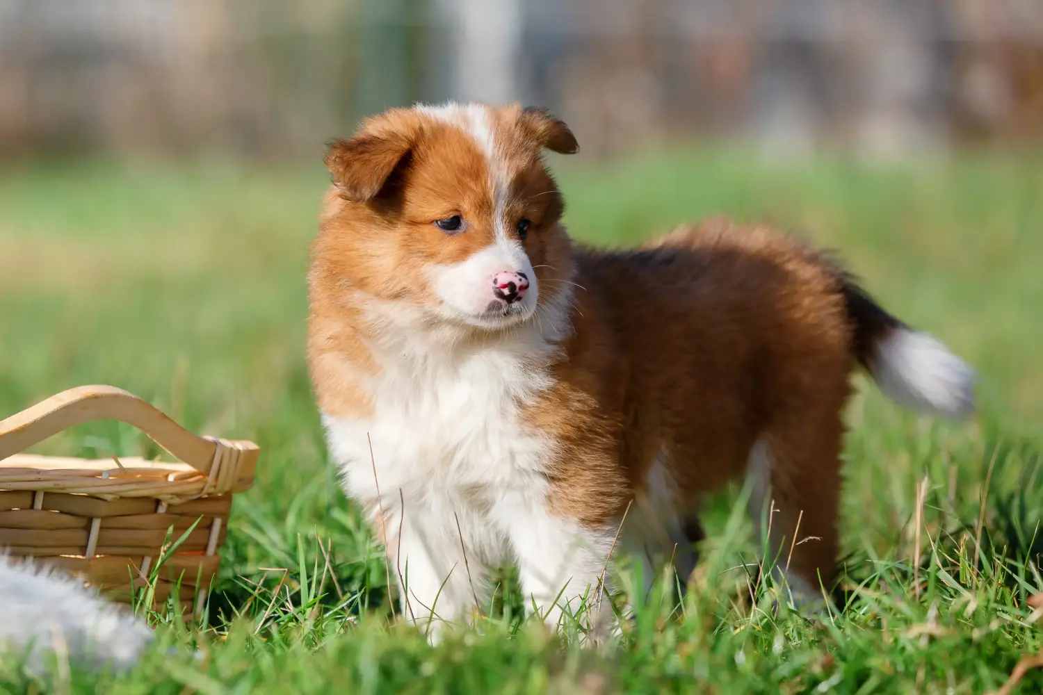 Buying an Elo puppy means taking responsibility! Buy Elo puppies.