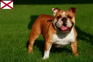 Read more about the article English Bulldog breeders and puppies in Alabama