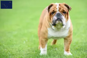 Read more about the article English Bulldog breeders and puppies in Alaska